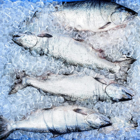 Salish pacific king salmon whole